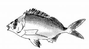 Breca de Juan Fernández